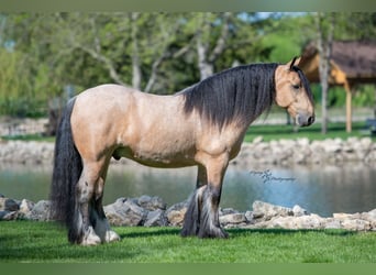 Tinker, Wallach, 5 Jahre, 147 cm, Buckskin