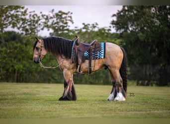 Tinker, Wallach, 5 Jahre, 147 cm, Buckskin
