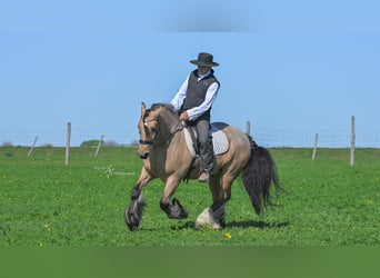 Tinker, Wallach, 5 Jahre, 147 cm, Buckskin