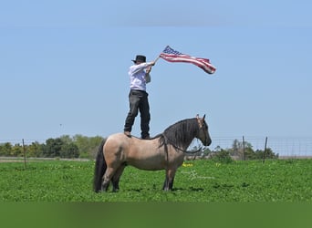 Tinker, Wallach, 5 Jahre, 147 cm, Buckskin