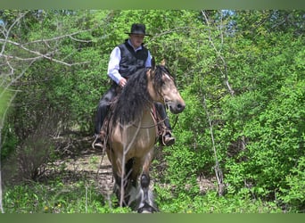Tinker, Wallach, 5 Jahre, 147 cm, Buckskin