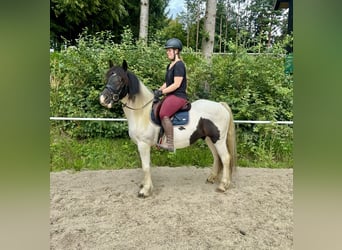 Tinker, Wallach, 5 Jahre, 148 cm, Schecke