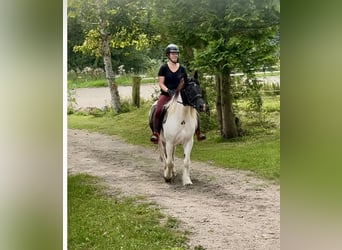 Tinker, Wallach, 5 Jahre, 148 cm, Schecke