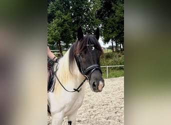 Tinker, Wallach, 5 Jahre, 148 cm, Schecke
