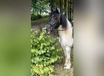 Tinker, Wallach, 5 Jahre, 148 cm, Schecke