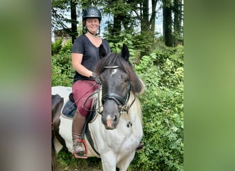 Tinker, Wallach, 5 Jahre, 148 cm, Schecke