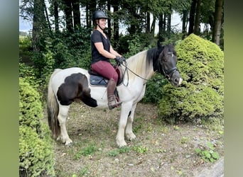 Tinker, Wallach, 5 Jahre, 148 cm, Schecke