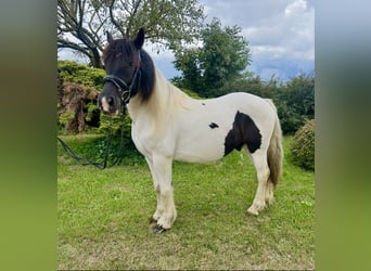 Tinker, Wallach, 5 Jahre, 148 cm, Schecke