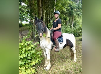 Tinker, Wallach, 5 Jahre, 148 cm, Schecke