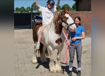 Tinker, Wallach, 5 Jahre, 149 cm, Schecke