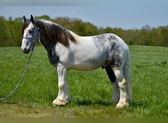 Tinker, Wallach, 5 Jahre, 150 cm, Apfelschimmel
