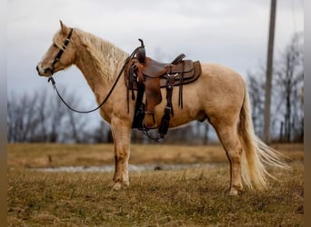 Tinker Mix, Wallach, 5 Jahre, 150 cm, Palomino