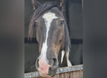 Tinker, Wallach, 5 Jahre, 150 cm, Schecke