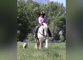 Tinker, Wallach, 5 Jahre, 150 cm