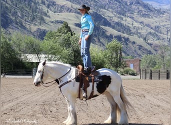 Tinker, Wallach, 5 Jahre, 150 cm