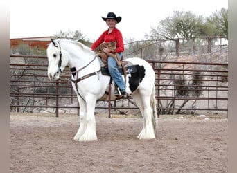 Tinker, Wallach, 5 Jahre, 150 cm