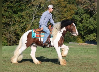 Tinker, Wallach, 5 Jahre, 152 cm, Rotbrauner