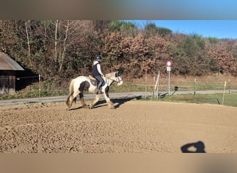 Tinker, Wallach, 5 Jahre, 152 cm, Schecke