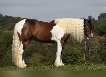 Tinker Mix, Wallach, 5 Jahre, 152 cm, Schecke