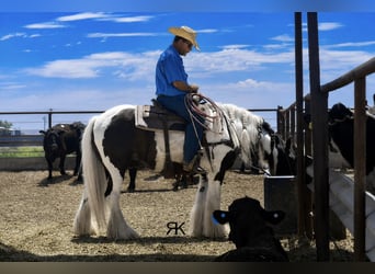 Tinker, Wallach, 5 Jahre, 152 cm, Schecke