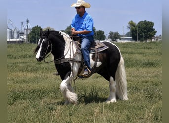 Tinker, Wallach, 5 Jahre, 152 cm, Schecke