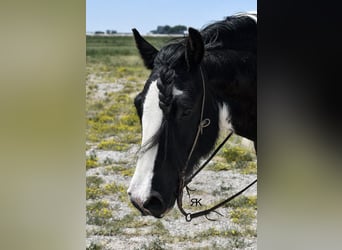 Tinker, Wallach, 5 Jahre, 152 cm, Schecke