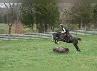 Tinker Mix, Wallach, 5 Jahre, 152 cm, Schimmel