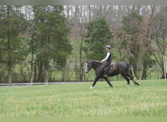 Tinker Mix, Wallach, 5 Jahre, 152 cm, Schimmel