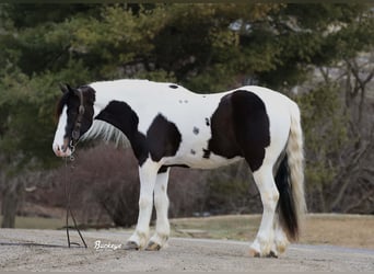 Tinker Mix, Wallach, 5 Jahre, 152 cm, Tobiano-alle-Farben