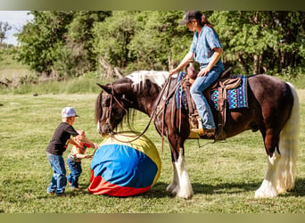 Tinker, Wallach, 5 Jahre, 152 cm, Tobiano-alle-Farben