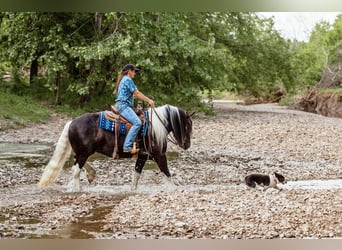 Tinker, Wallach, 5 Jahre, 152 cm, Tobiano-alle-Farben