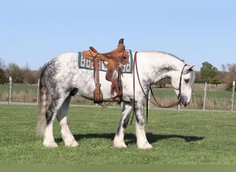 Tinker Mix, Wallach, 5 Jahre, 152 cm