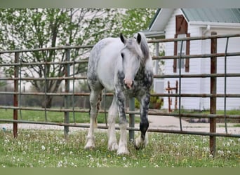 Tinker Mix, Wallach, 5 Jahre, 152 cm