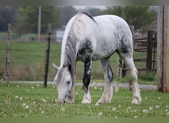 Tinker Mix, Wallach, 5 Jahre, 152 cm