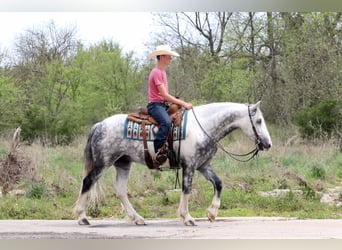Tinker Mix, Wallach, 5 Jahre, 152 cm