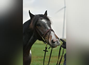 Tinker, Wallach, 5 Jahre, 153 cm, Schecke