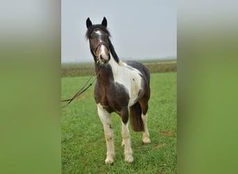 Tinker, Wallach, 5 Jahre, 153 cm, Schecke