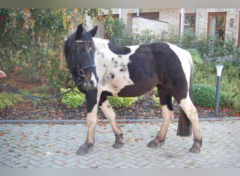 Tinker, Wallach, 5 Jahre, 153 cm, Schecke