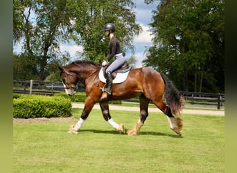 Tinker, Wallach, 5 Jahre, 157 cm, Rotbrauner