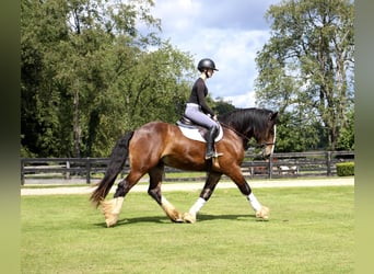 Tinker, Wallach, 5 Jahre, 157 cm, Rotbrauner