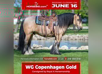 Tinker, Wallach, 5 Jahre, Buckskin