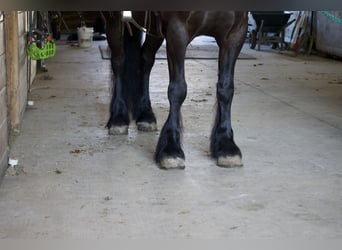 Tinker Mix, Wallach, 5 Jahre, Rappe
