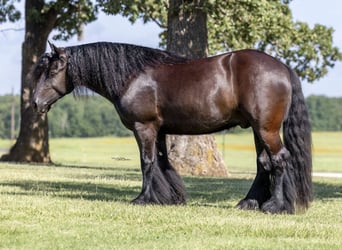 Tinker Mix, Wallach, 5 Jahre, Rappe