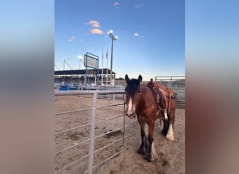 Tinker, Wallach, 5 Jahre, Rotbrauner