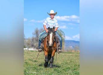 Tinker Mix, Wallach, 5 Jahre, Rotbrauner