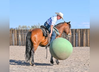 Tinker Mix, Wallach, 5 Jahre, Rotbrauner
