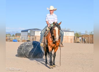 Tinker Mix, Wallach, 5 Jahre, Rotbrauner