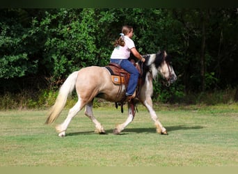 Tinker Mix, Wallach, 5 Jahre, Schecke