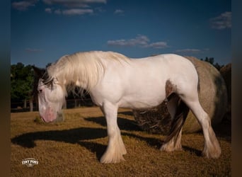 Tinker, Wallach, 5 Jahre, Schecke