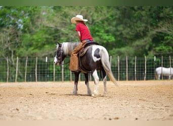 Tinker Mix, Wallach, 5 Jahre